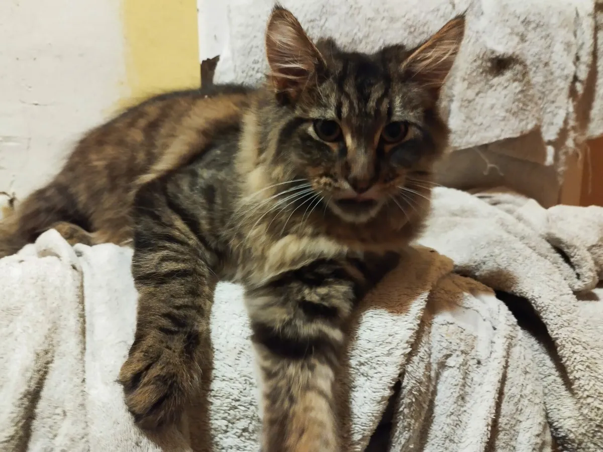 Maine coon - Image 4