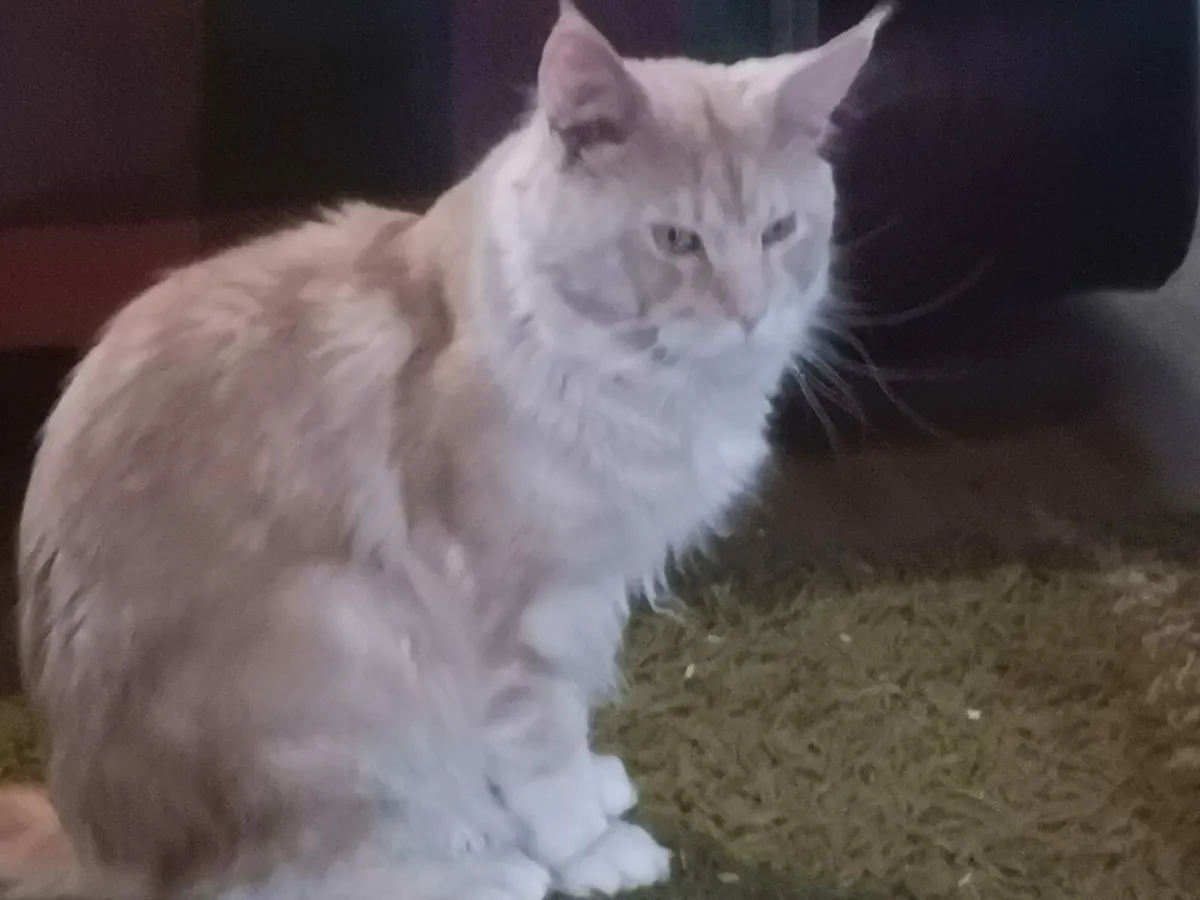 Maine coon - Image 2