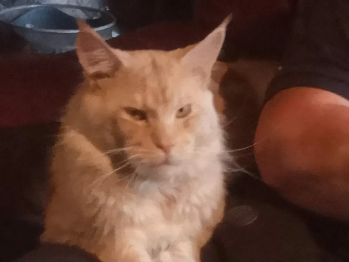 Maine coon - Image 3