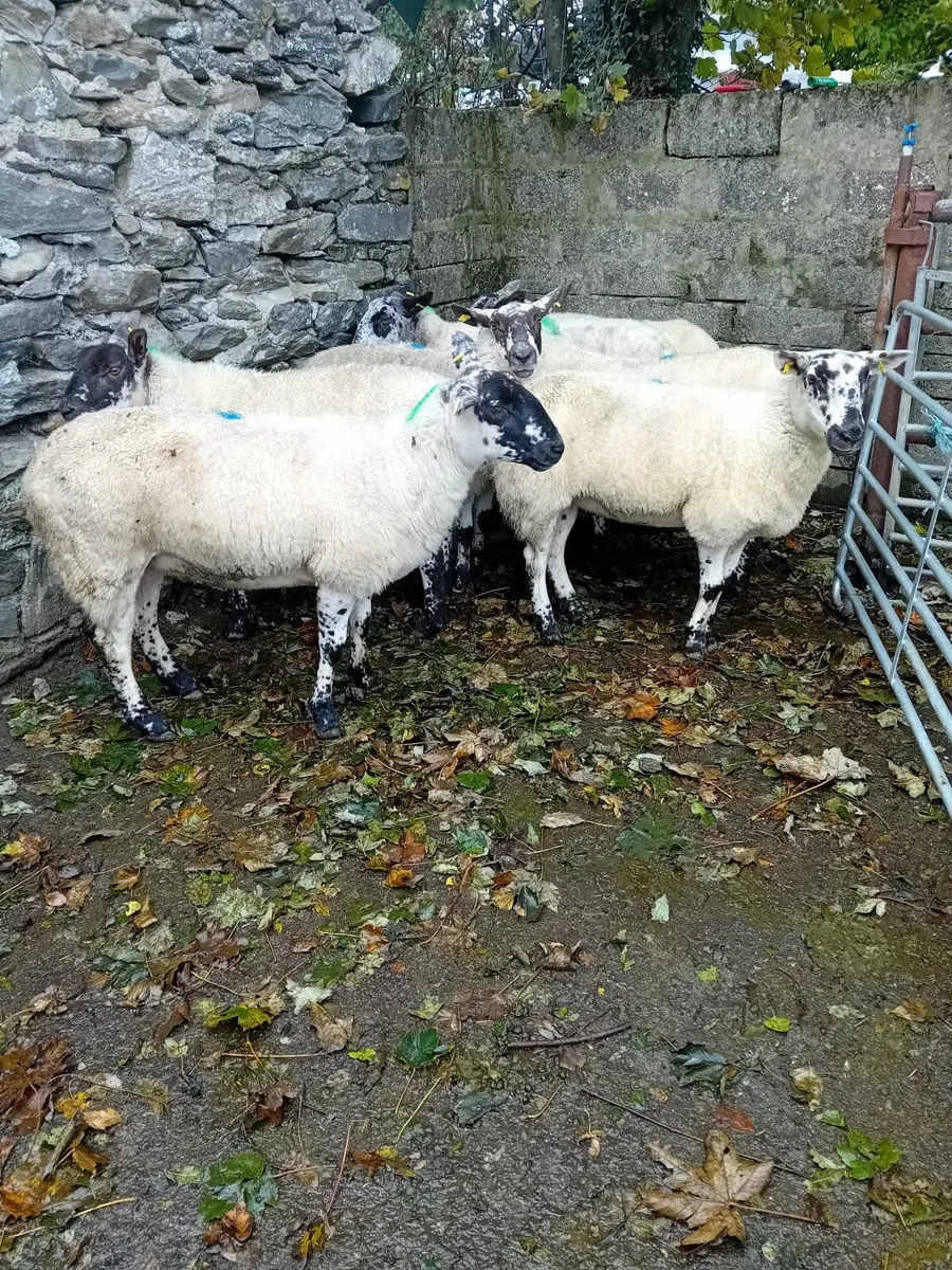 For sale in Dowra Mart - Image 4