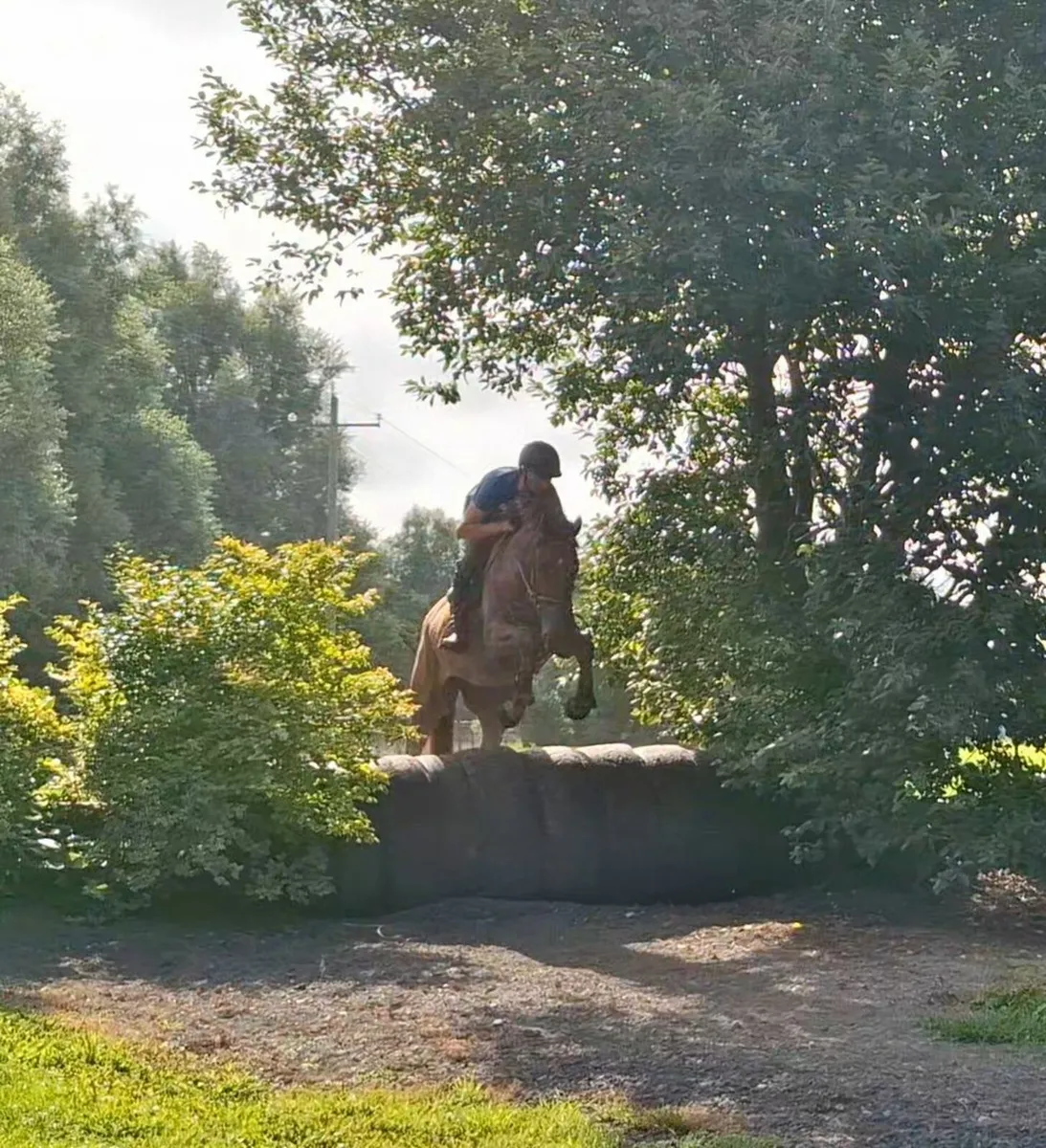 Hunter/ Eventing type - Image 2