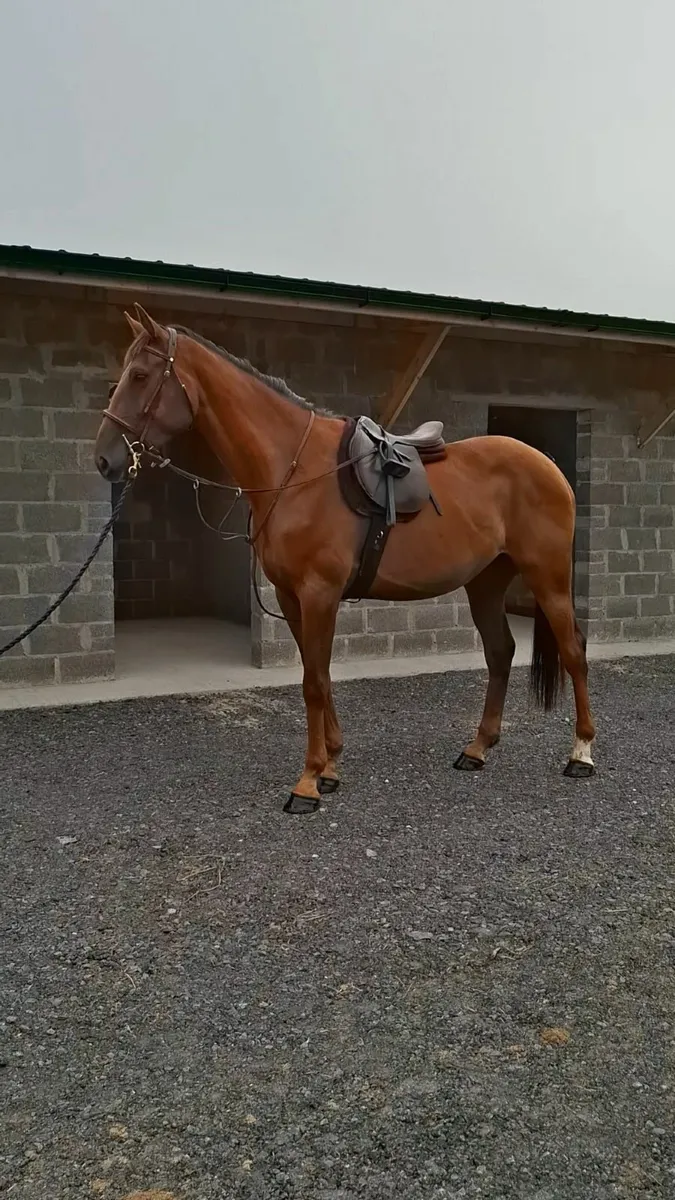 Hunter/ Eventing type - Image 1