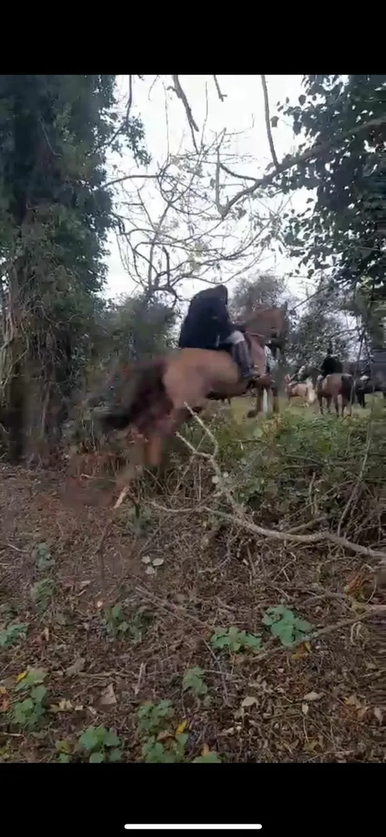 Hunter/ Eventing type - Image 3