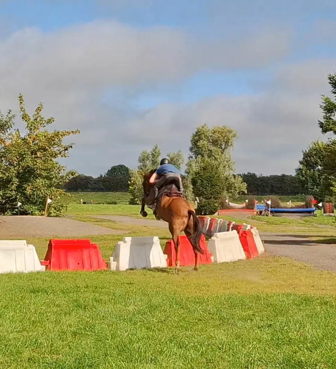 Hunter/ Eventing type - Image 4