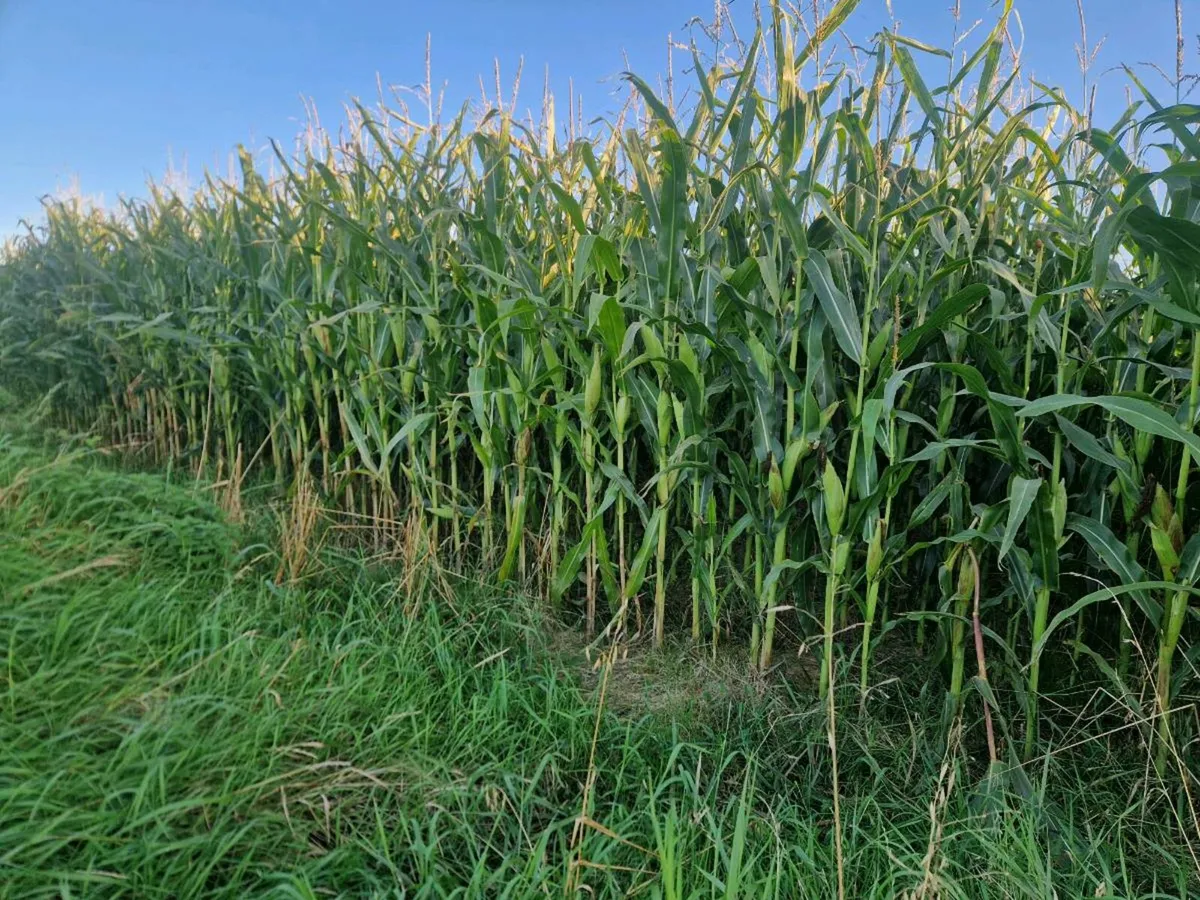Maize - Image 3