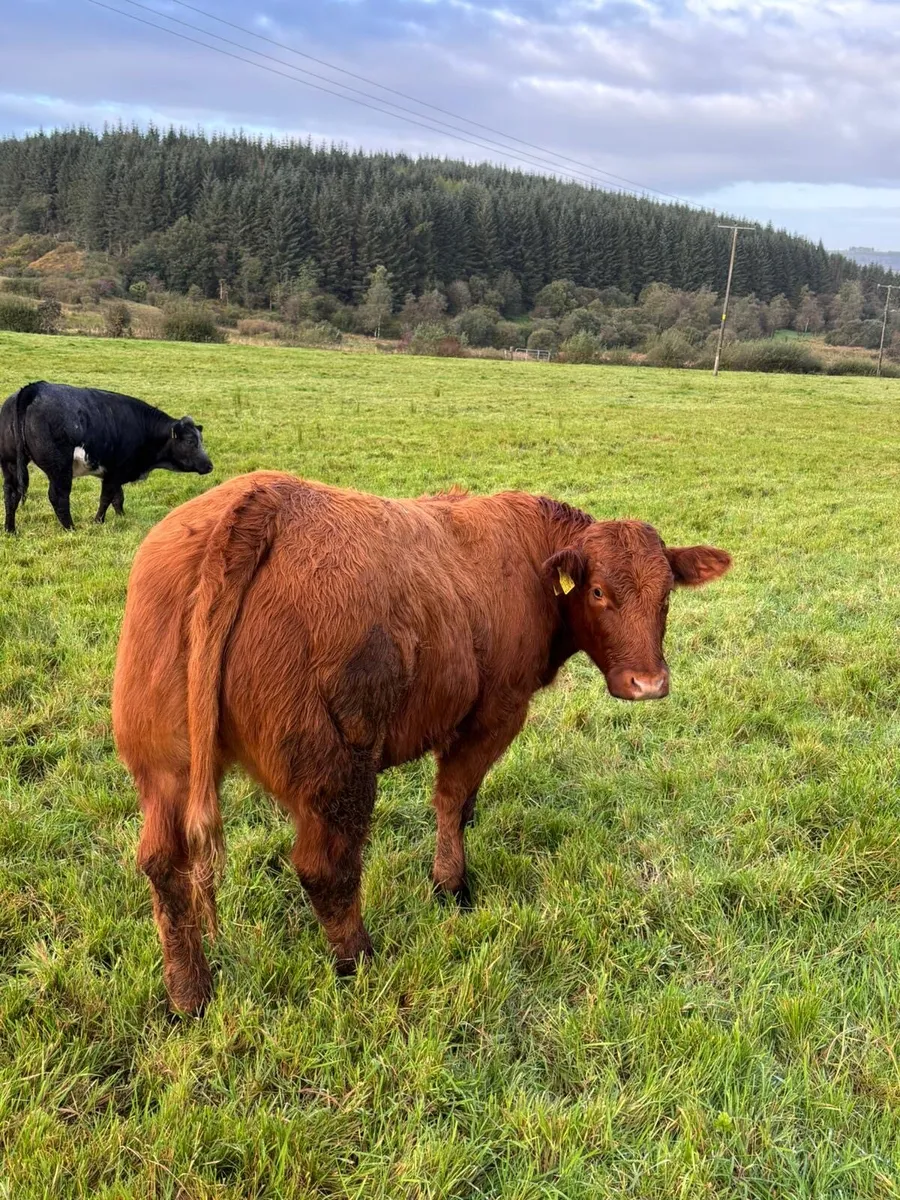 LIM & BB Heifers - Image 1