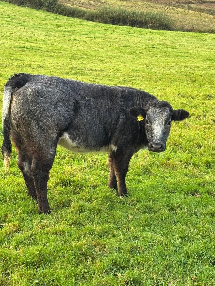 LIM & BB Heifers - Image 2