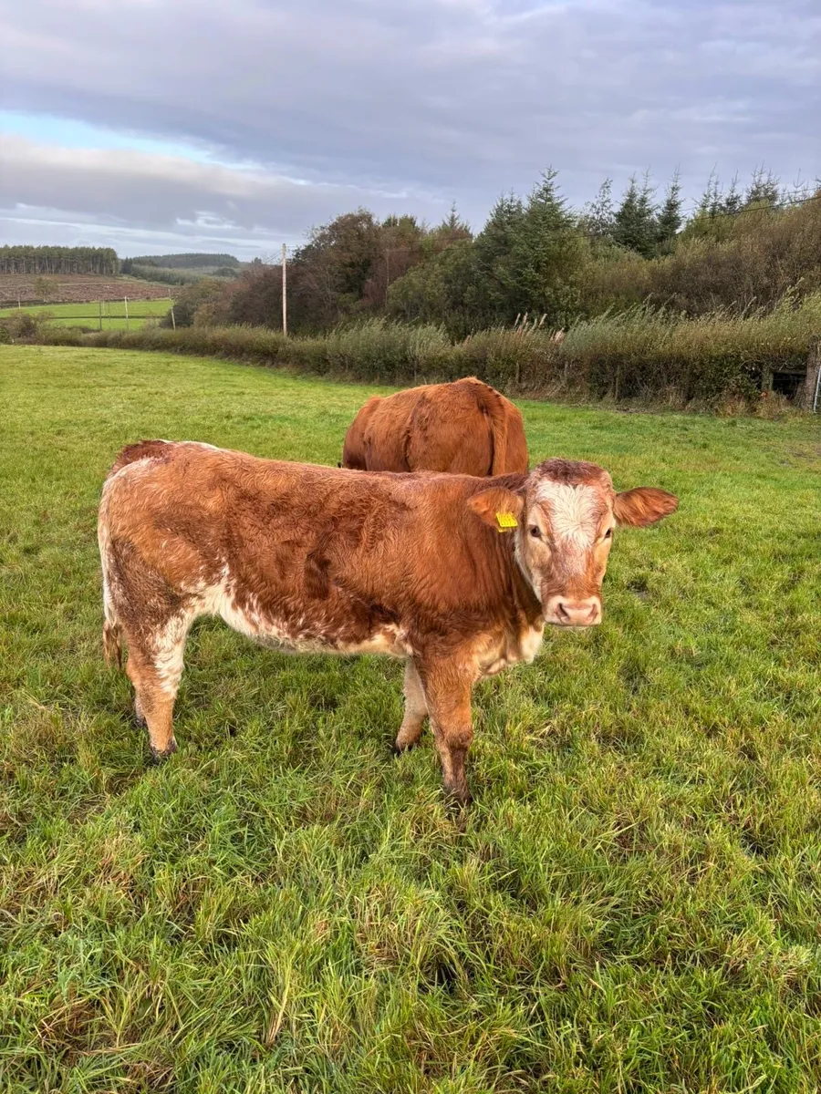 LIM & BB Heifers - Image 3