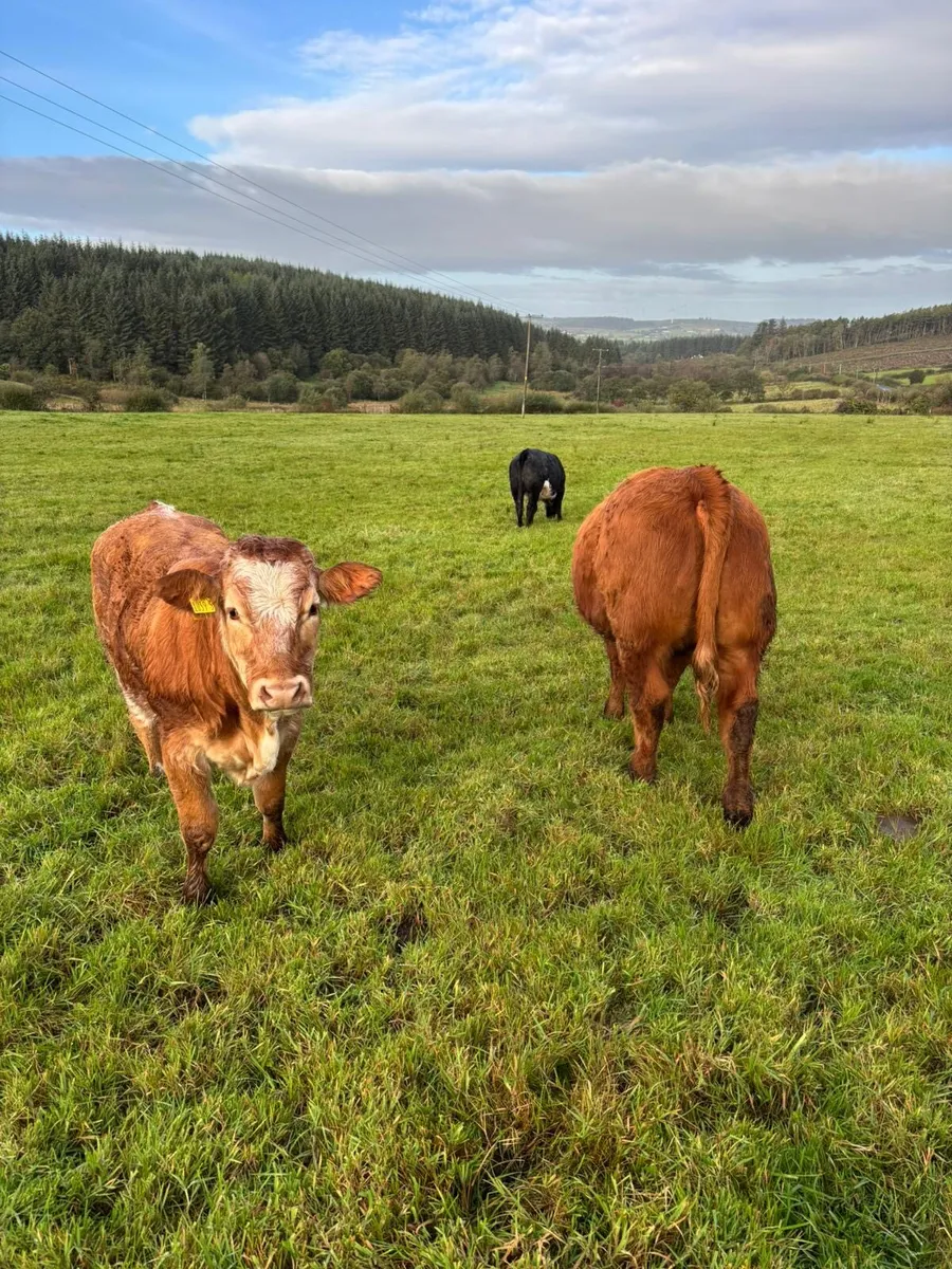 LIM & BB Heifers - Image 4