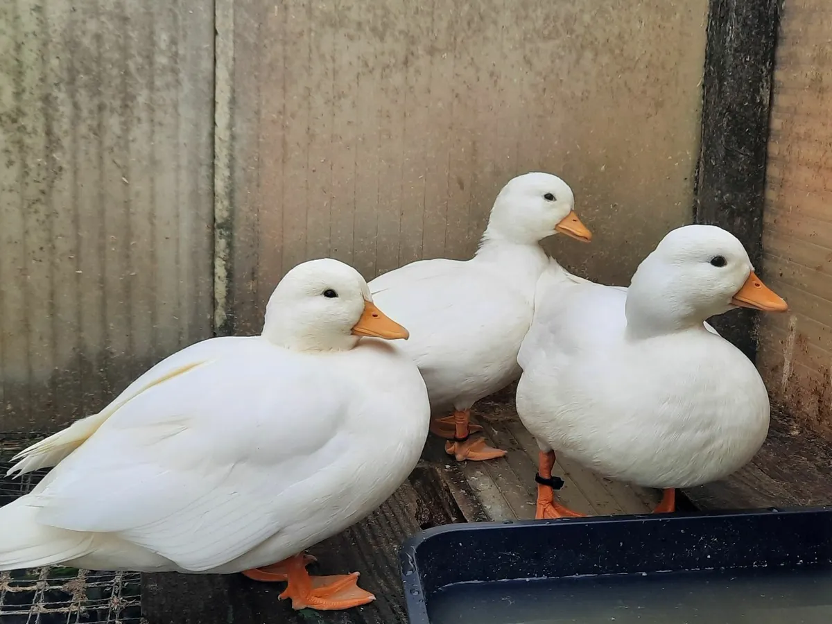 Quality colourful Call ducks - Image 1