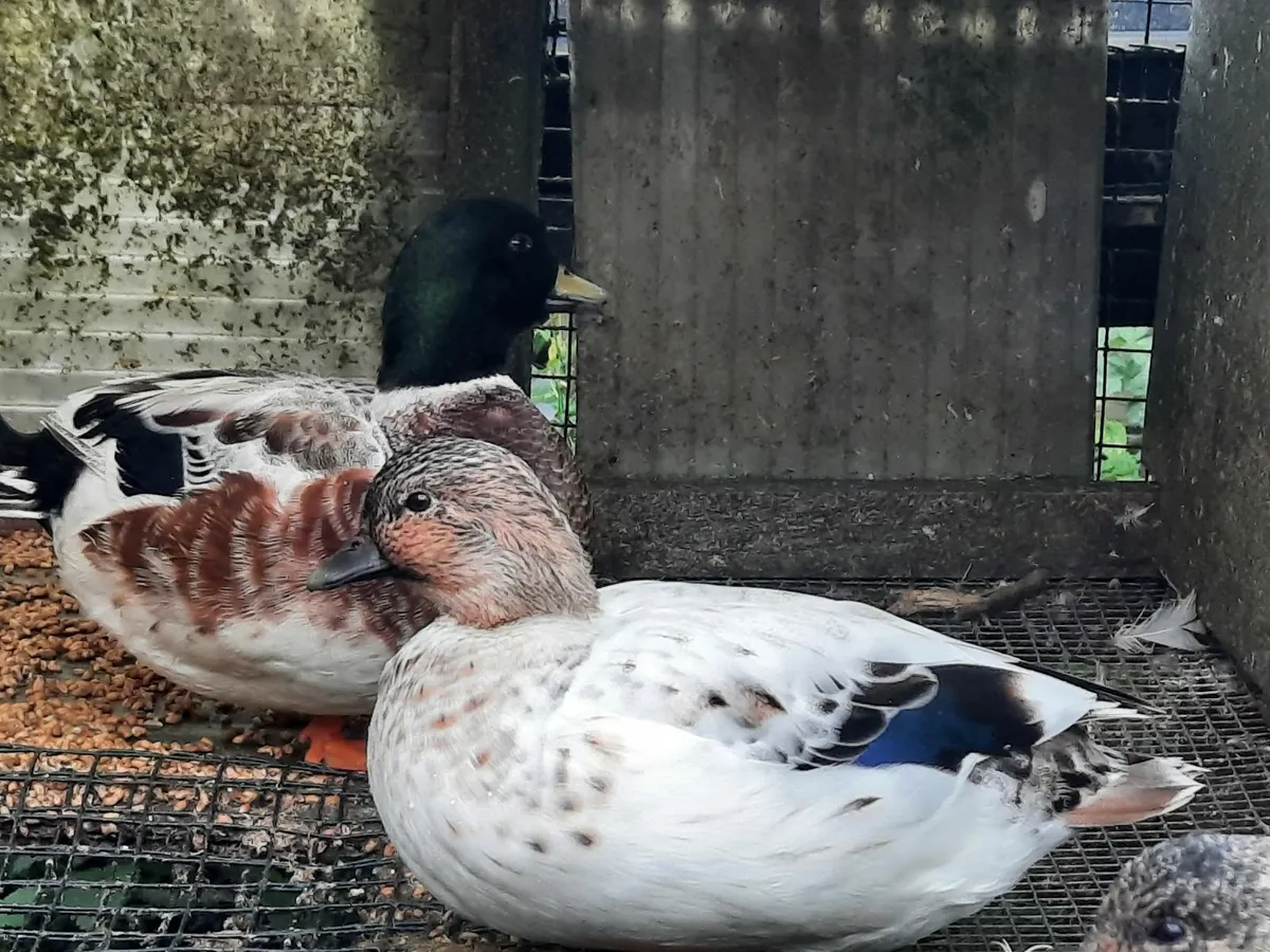 Quality colourful Call ducks - Image 2