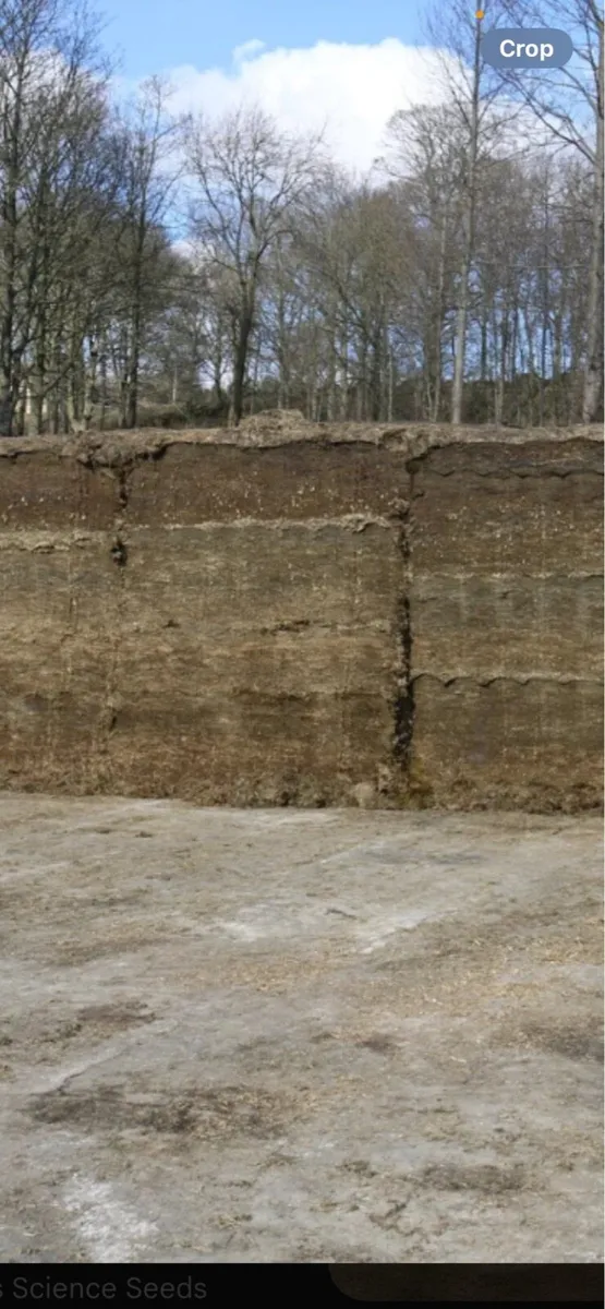 1st cut silage