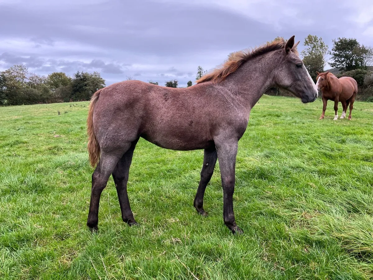 Irish Draught Filly - Image 1