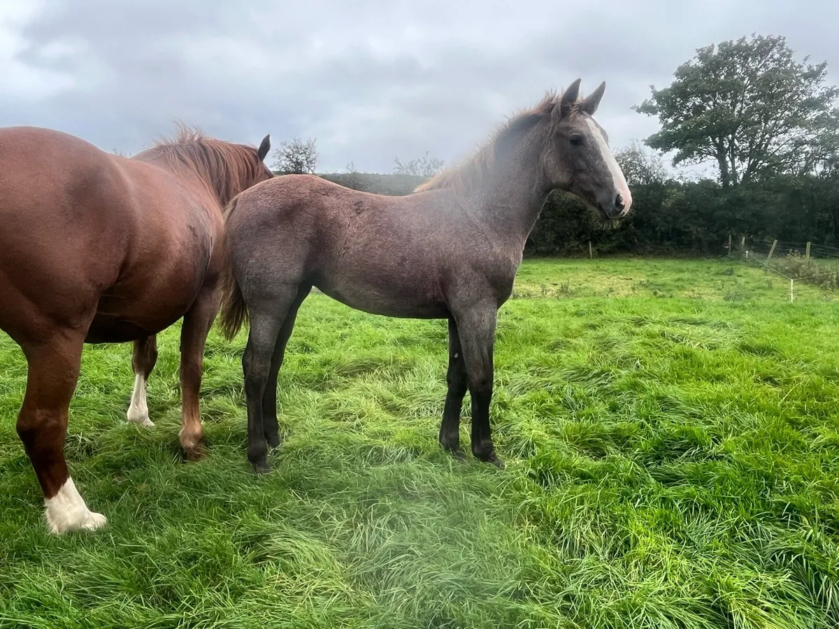 Irish Draught Filly - Image 2