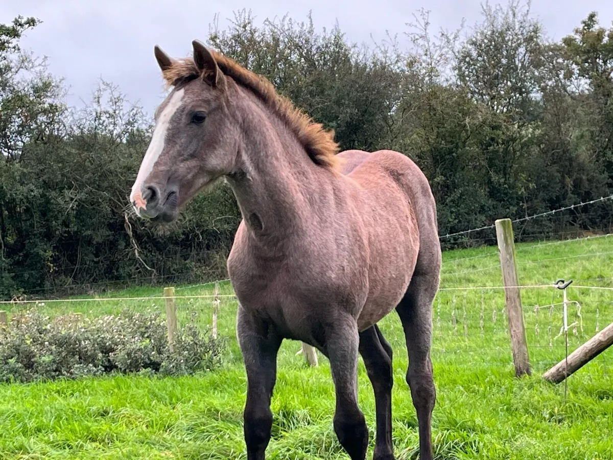 Irish Draught Filly - Image 3