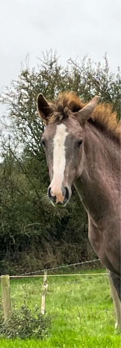 Irish Draught Filly - Image 4