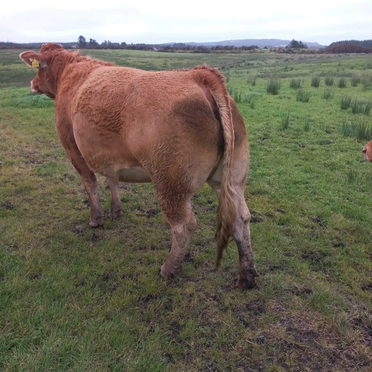 incalf limousin heifers - Image 1