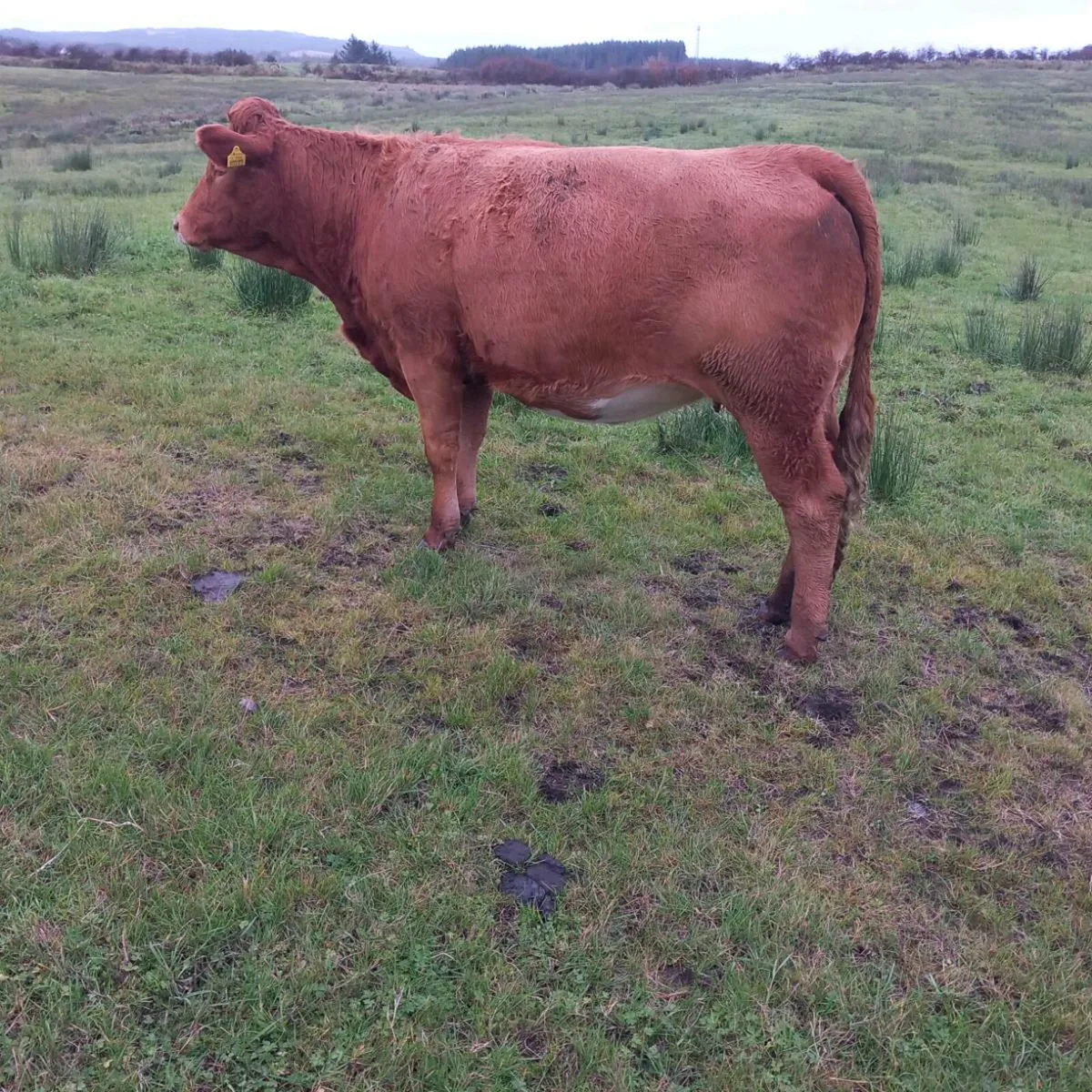 incalf limousin heifers - Image 2