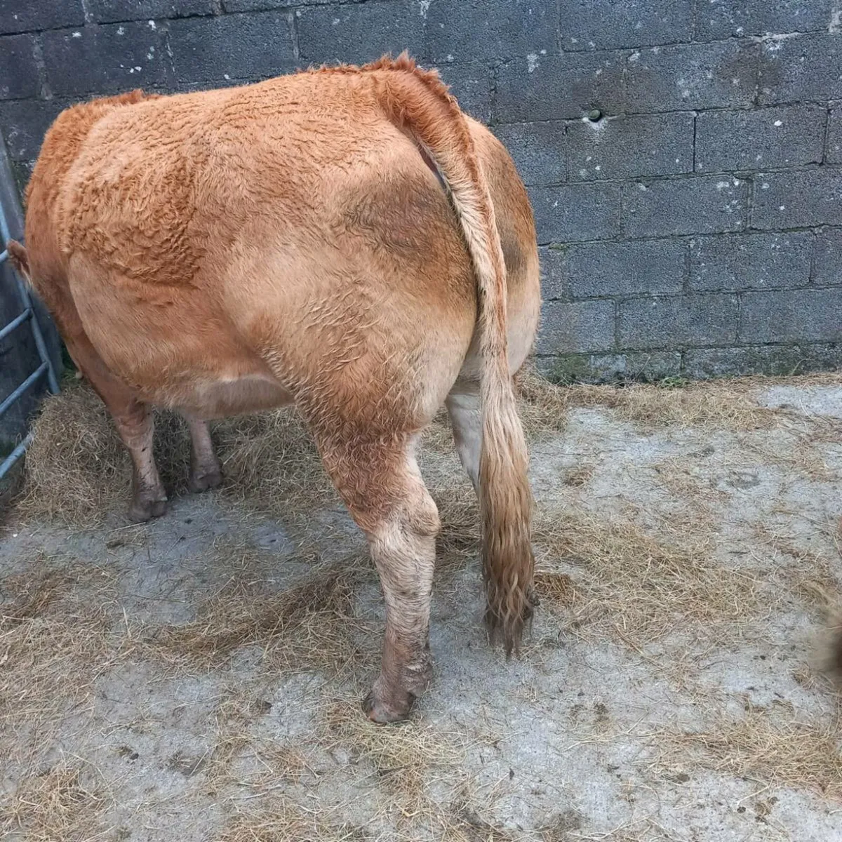 incalf limousin heifers - Image 3