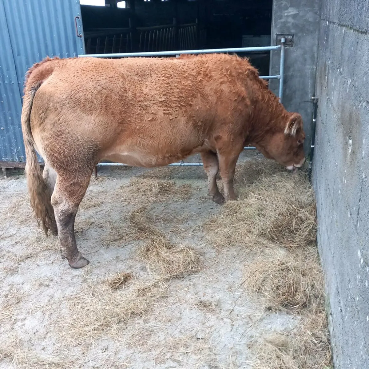 incalf limousin heifers - Image 4