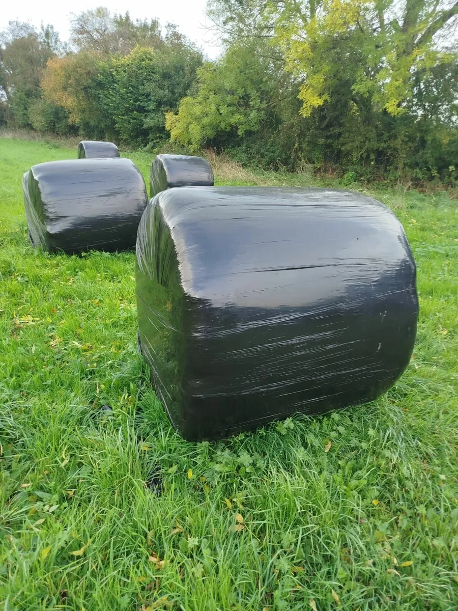 haylage bales