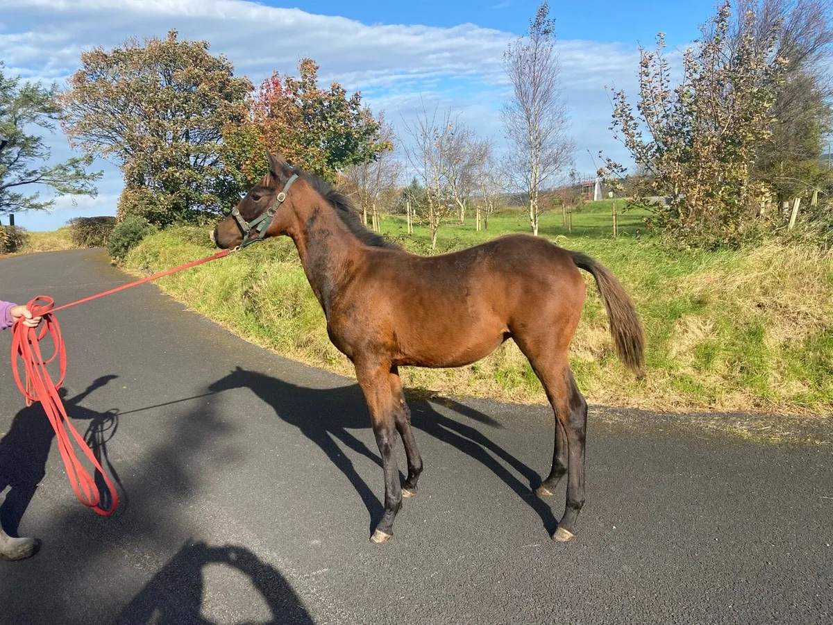 Foal - Image 4