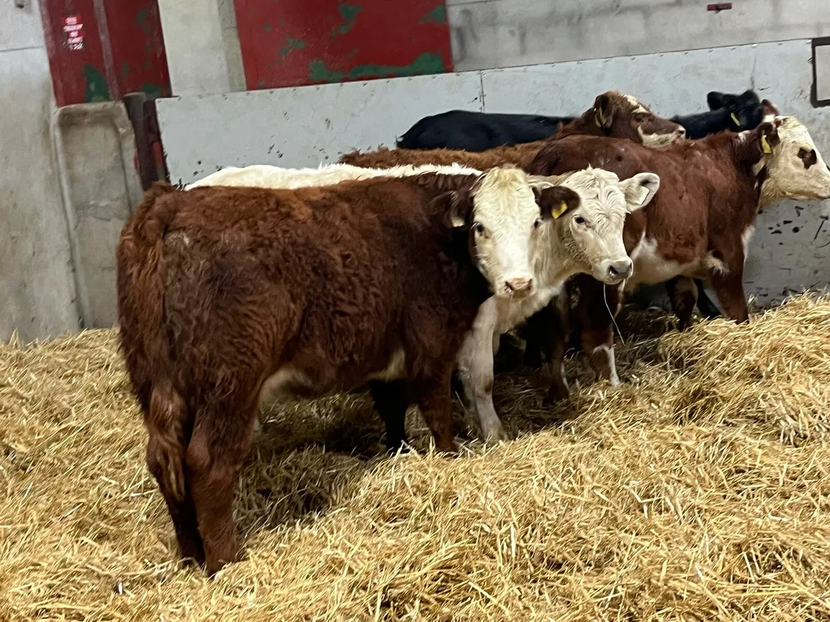 Super 240Kg Continental Heifer Weanlings - Image 1