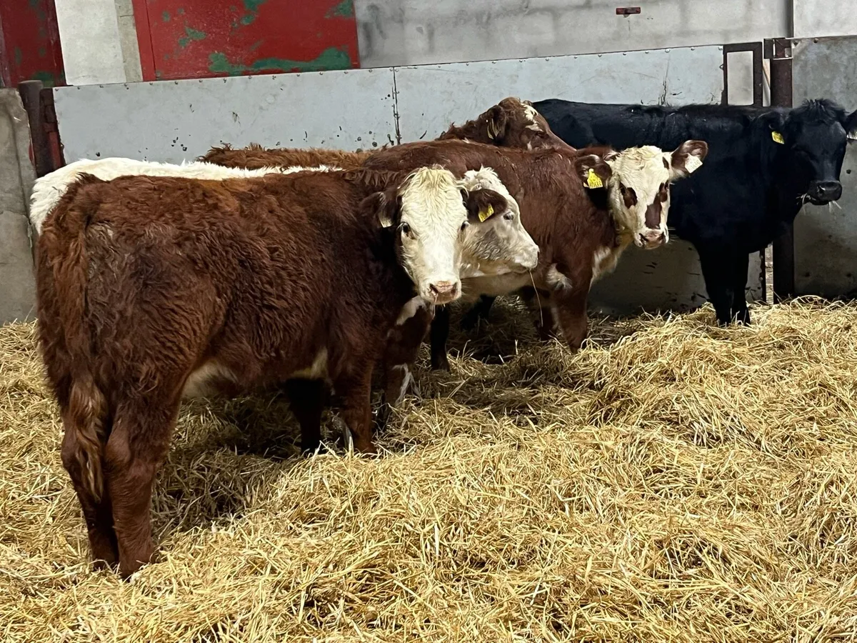 Super 240Kg Continental Heifer Weanlings - Image 2