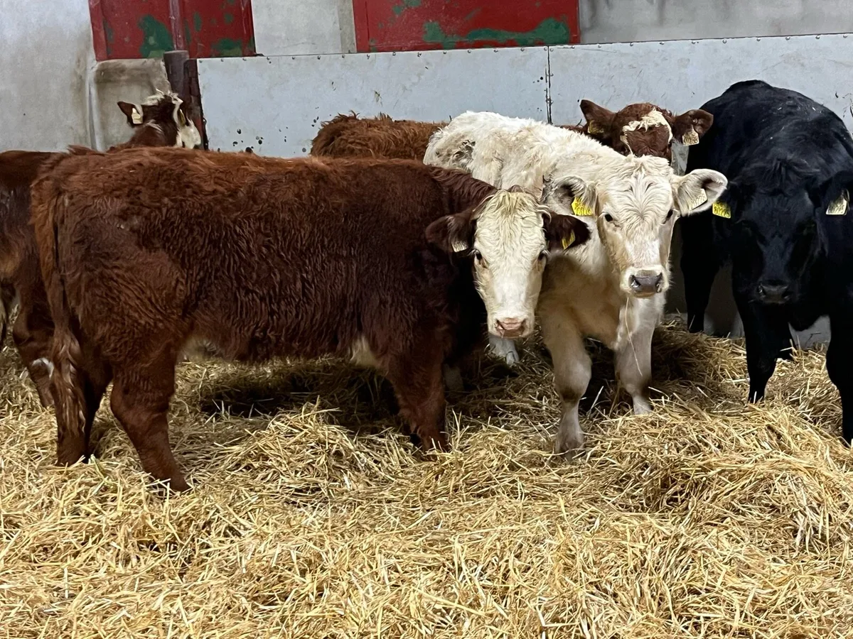 Super 240Kg Continental Heifer Weanlings - Image 3