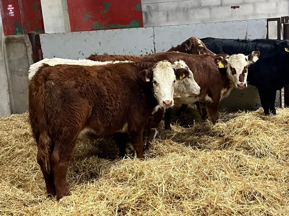 Super 240Kg Continental Heifer Weanlings - Image 4