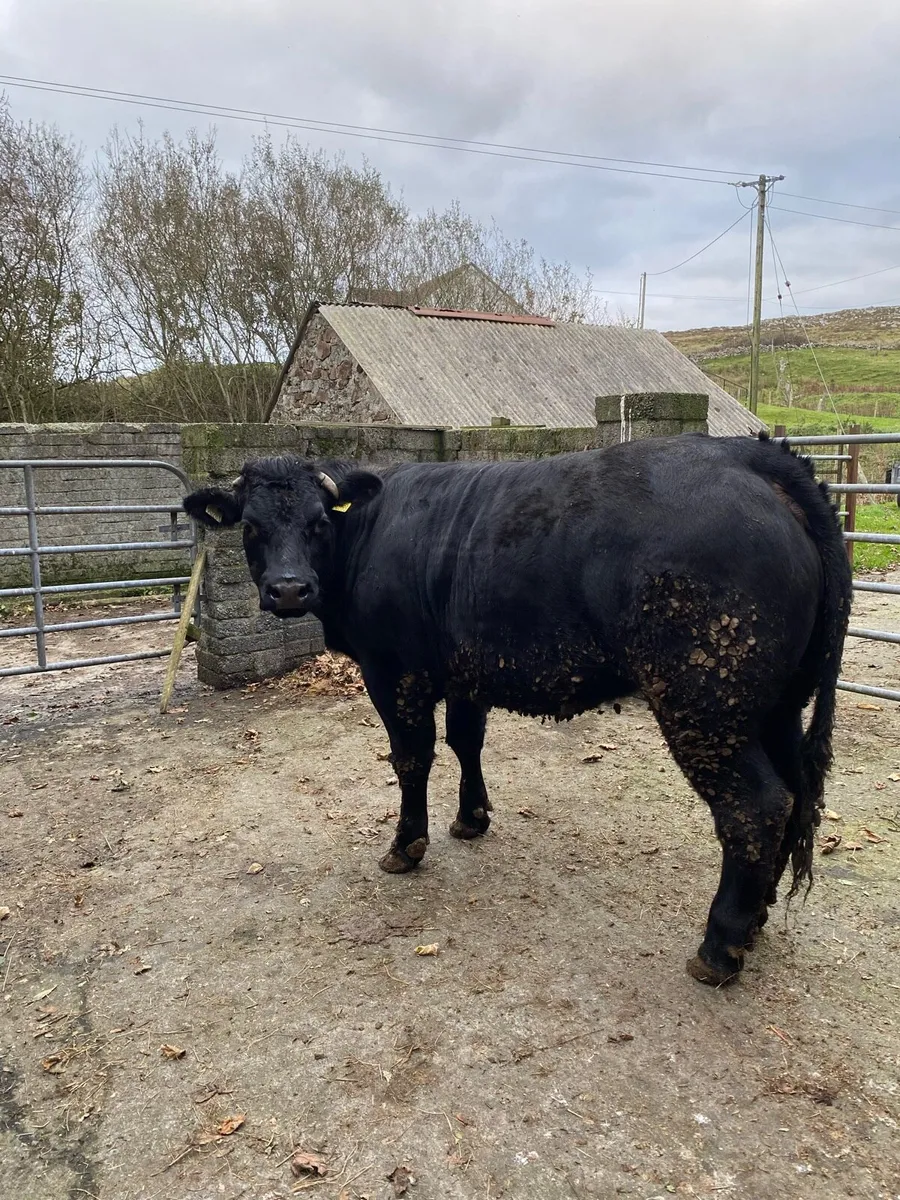 Breeding heifer - Image 1