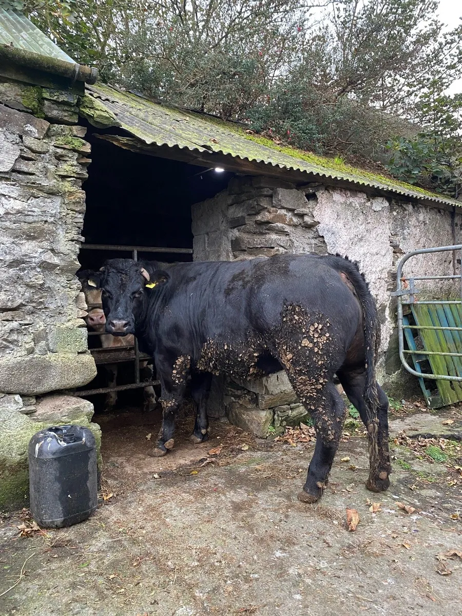 Breeding heifer - Image 2