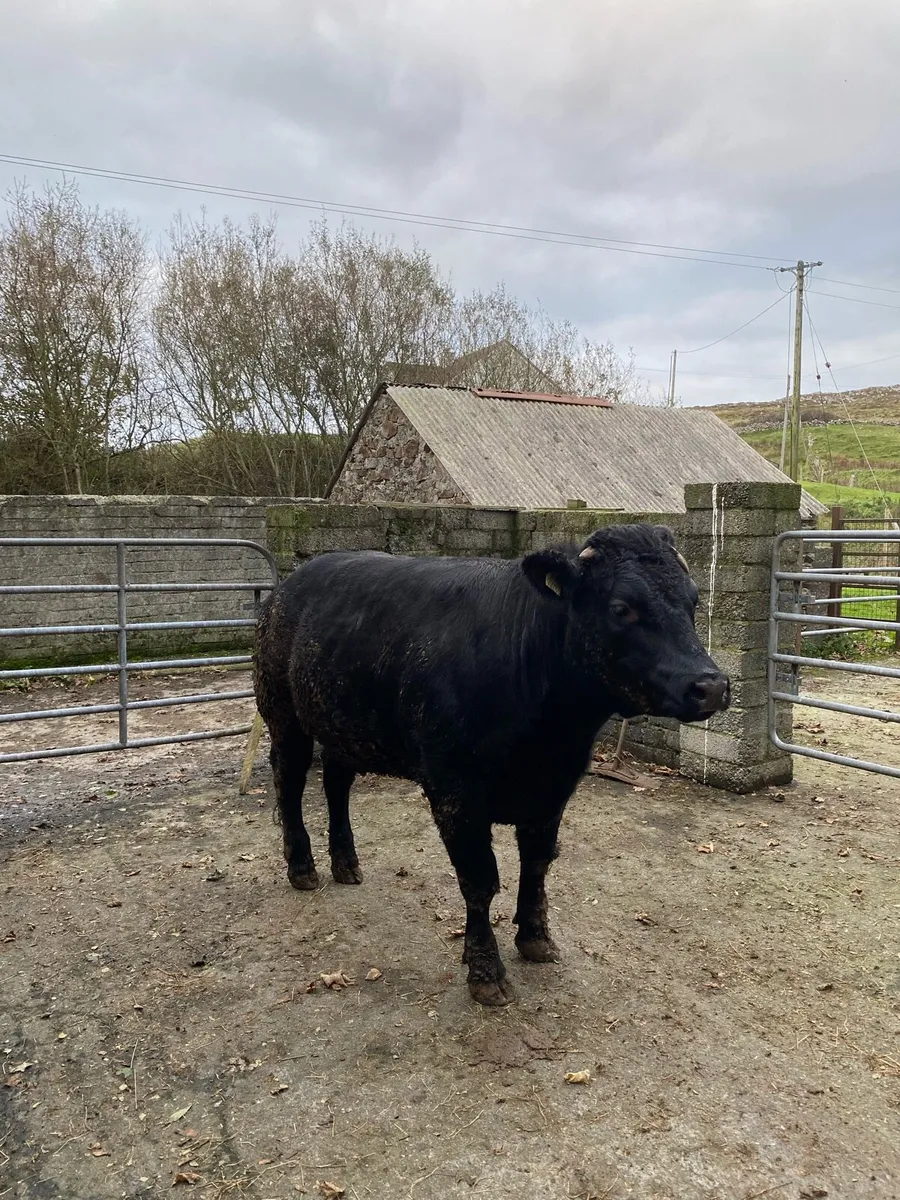 Breeding heifer - Image 3