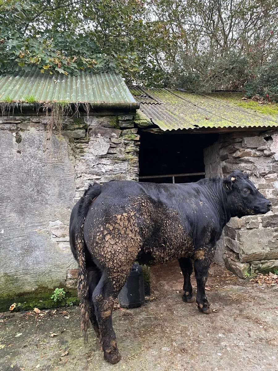 Breeding heifer - Image 4