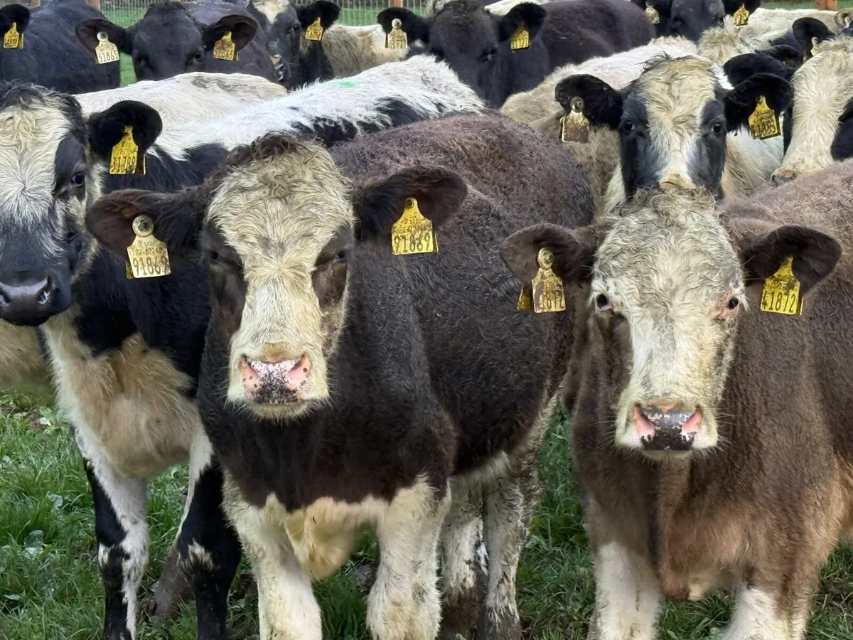 22 CONTINENTAL BULLOCKS ( HOMEBRED) - Image 2