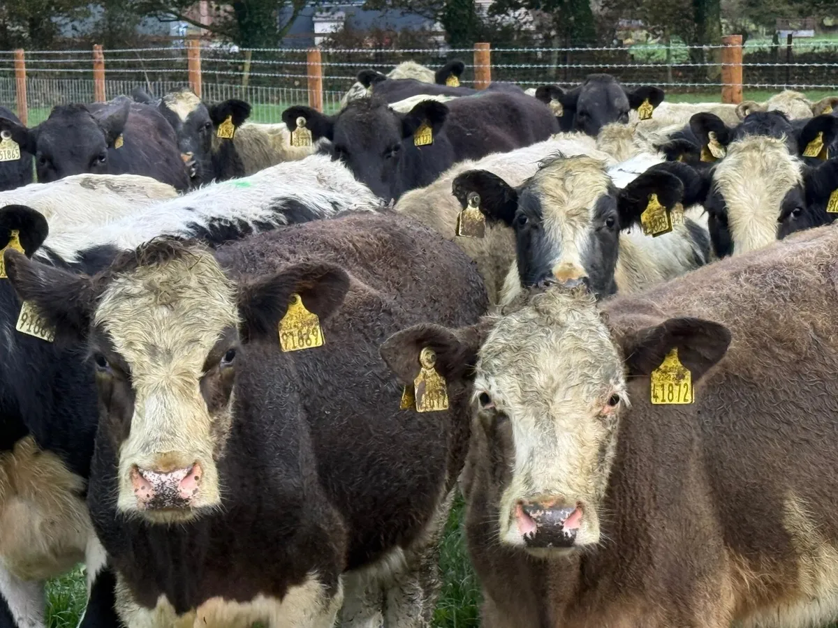 22 CONTINENTAL BULLOCKS ( HOMEBRED) - Image 1