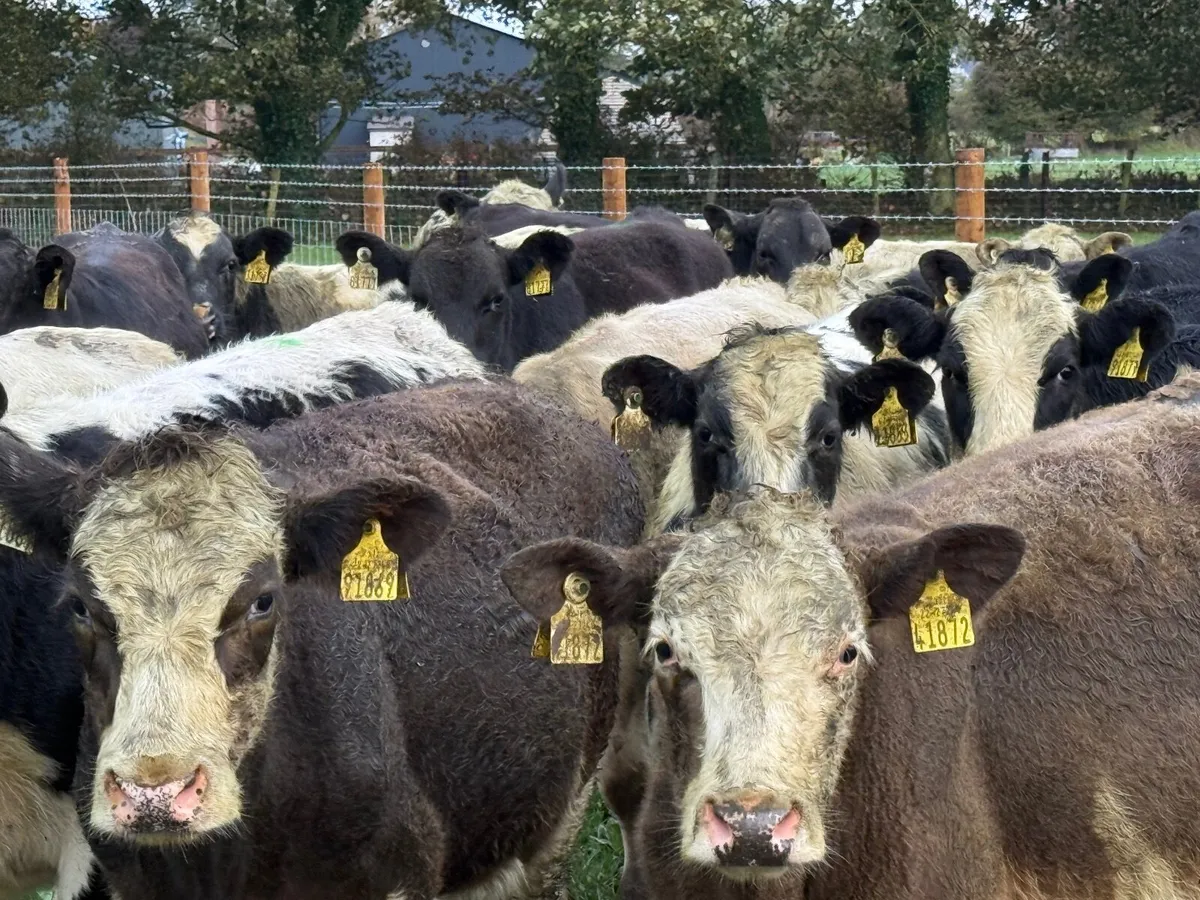 22 CONTINENTAL BULLOCKS ( HOMEBRED) - Image 3