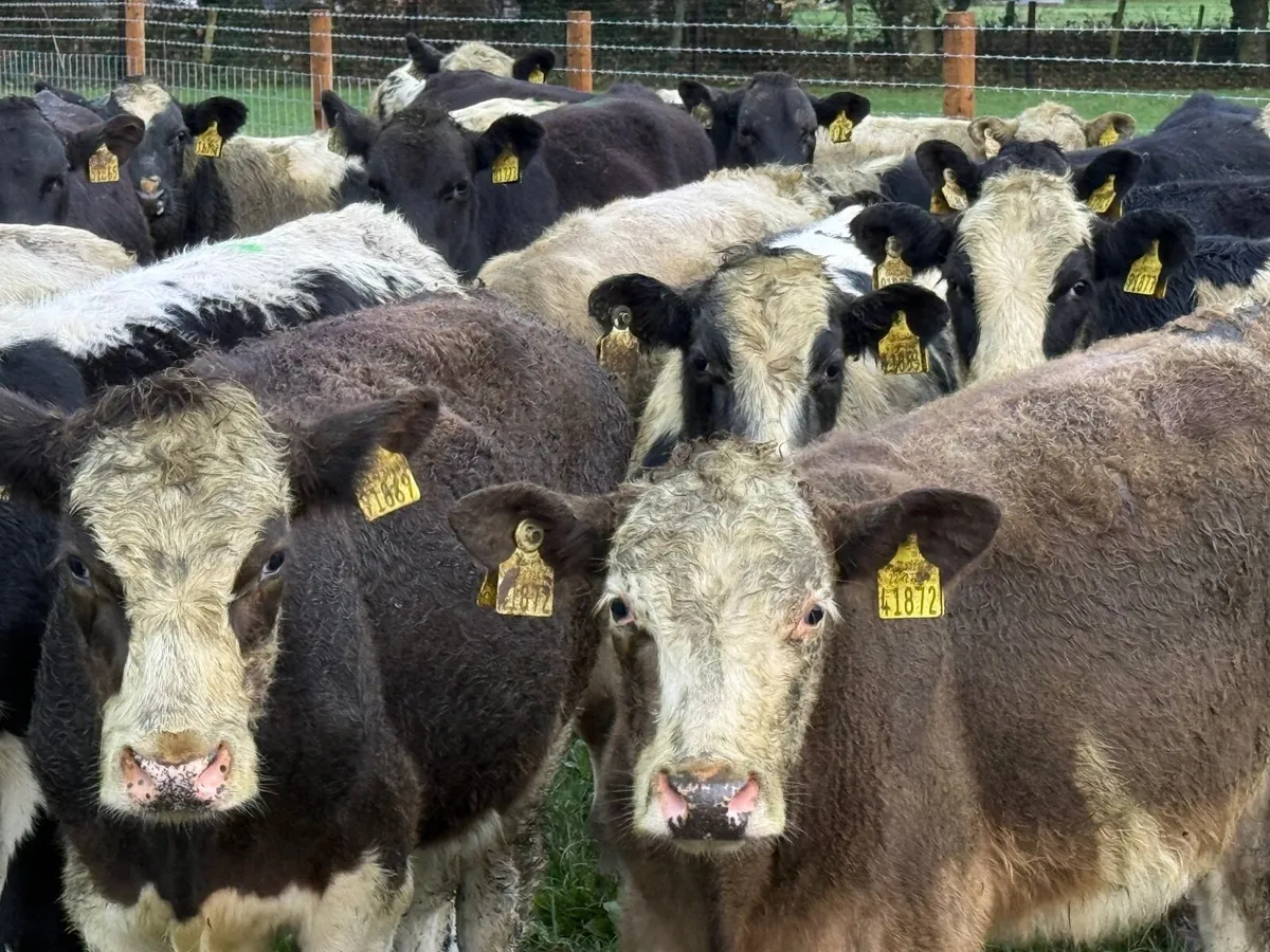 22 CONTINENTAL BULLOCKS ( HOMEBRED) - Image 4