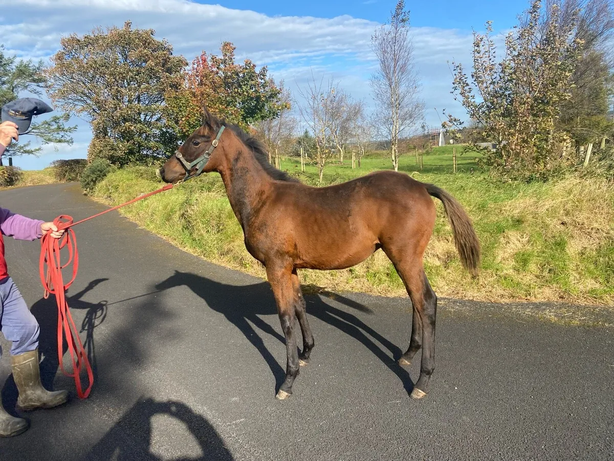 Foal - Image 2