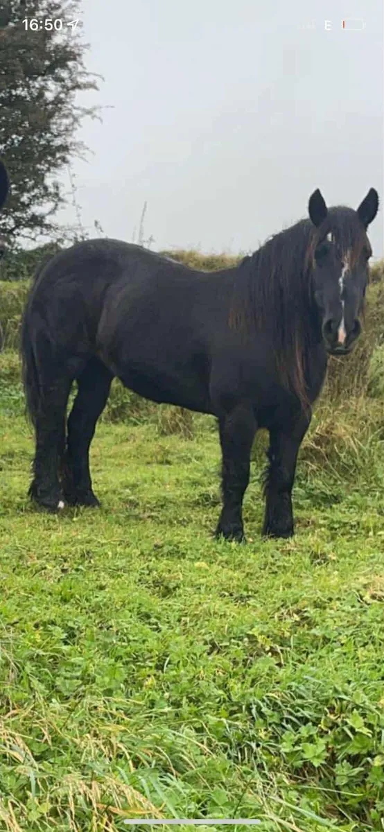 Cob mare - Image 1