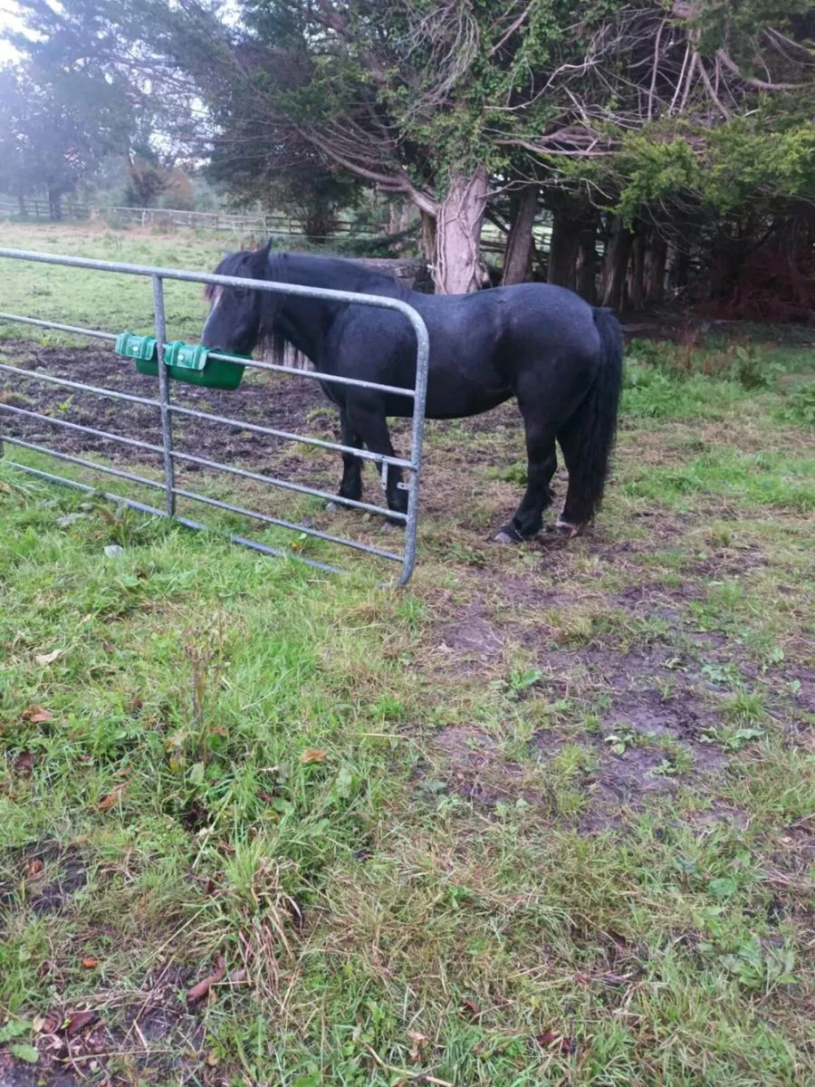 Cob mare - Image 2