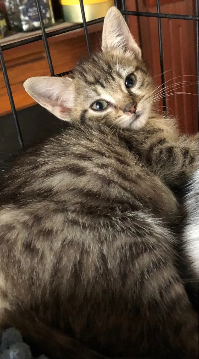 Kittens good with children - Image 2