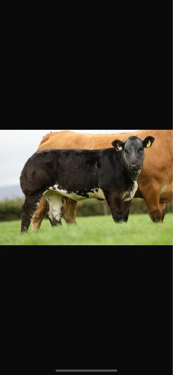 🔥🔥 Weanling Heifers for Ballina 10/10/25🔥🔥 - Image 1