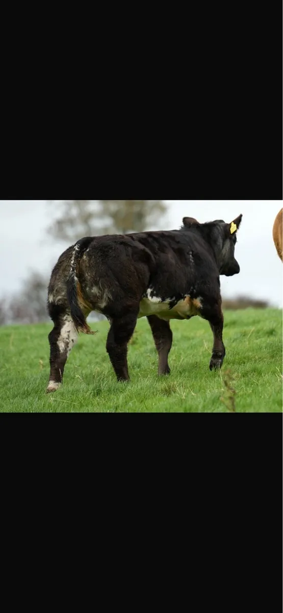 🔥🔥 Weanling Heifers for Ballina 10/10/25🔥🔥 - Image 2
