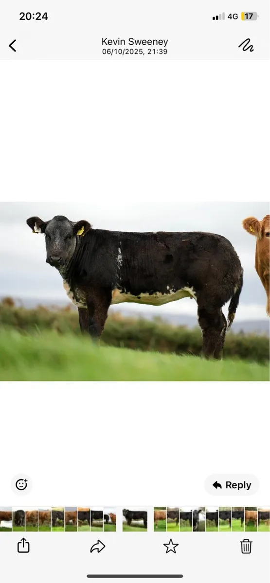 🔥🔥 Weanling Heifers for Ballina 10/10/25🔥🔥 - Image 4