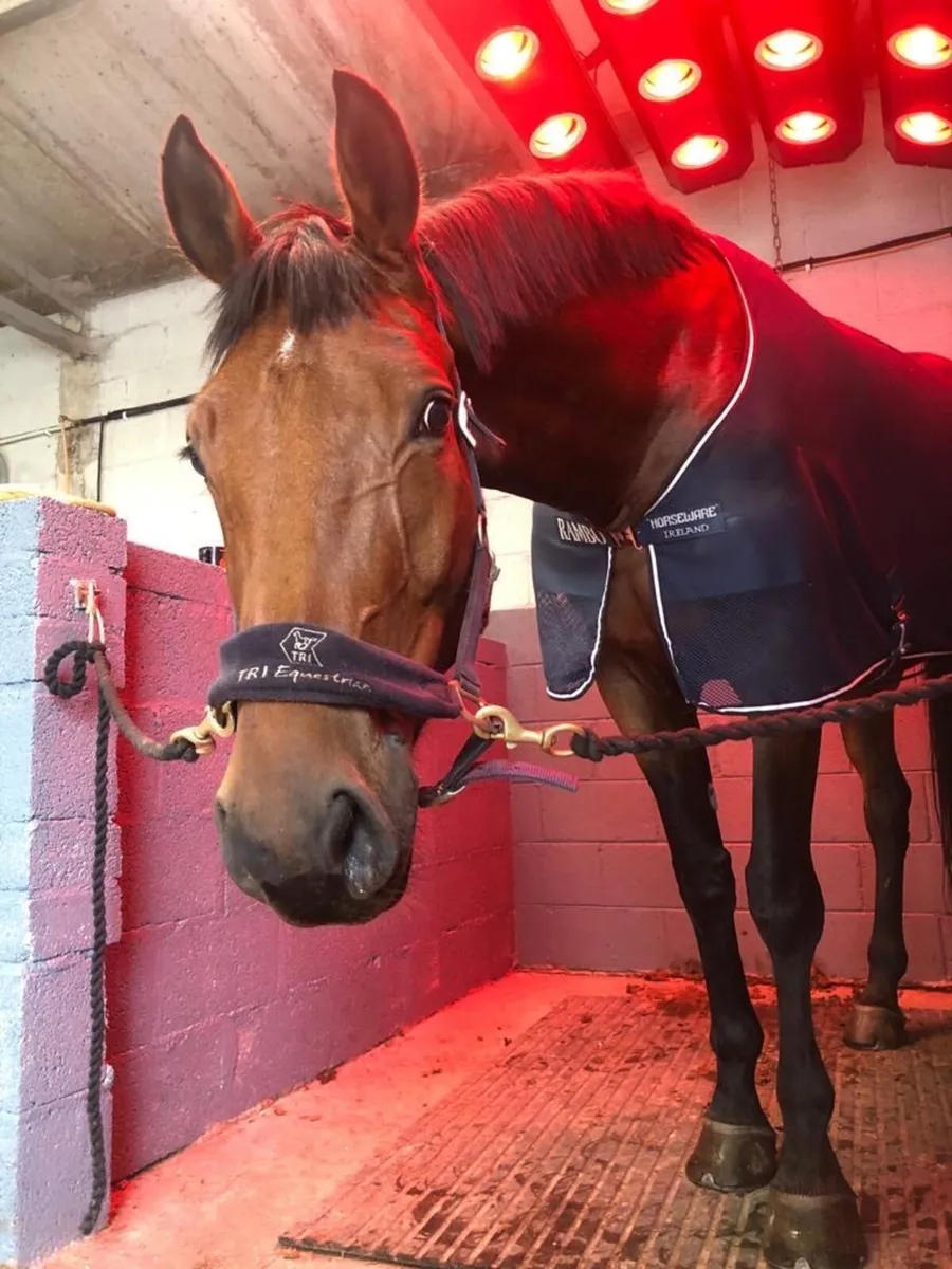 Professional Equestrian Yard – Kildare - Image 4