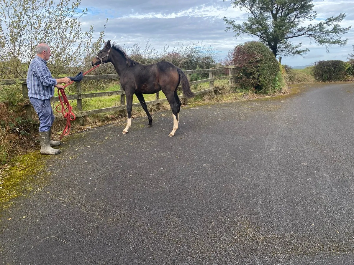 Horses - Image 1