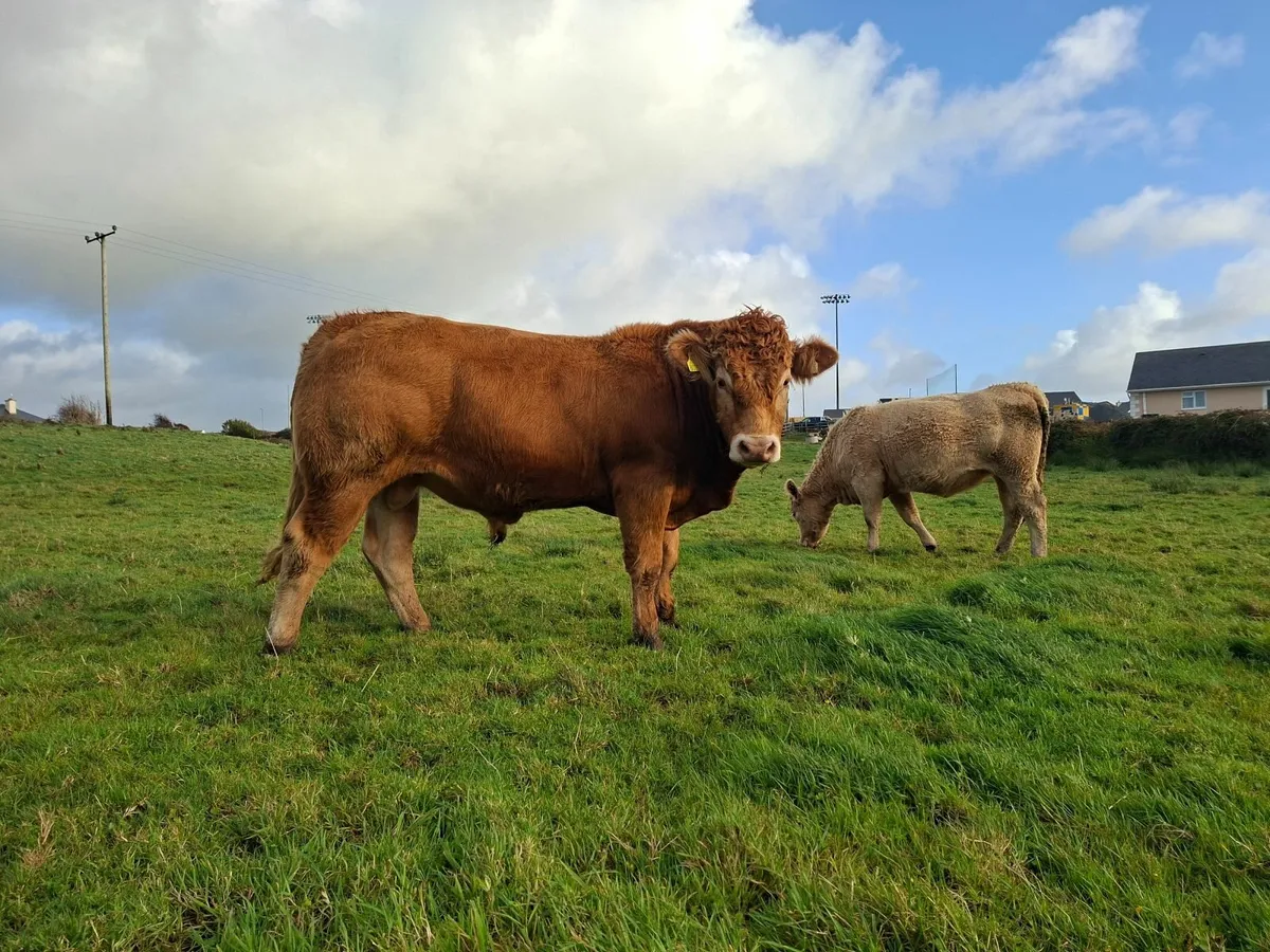 PBR Limousin bull - Image 2