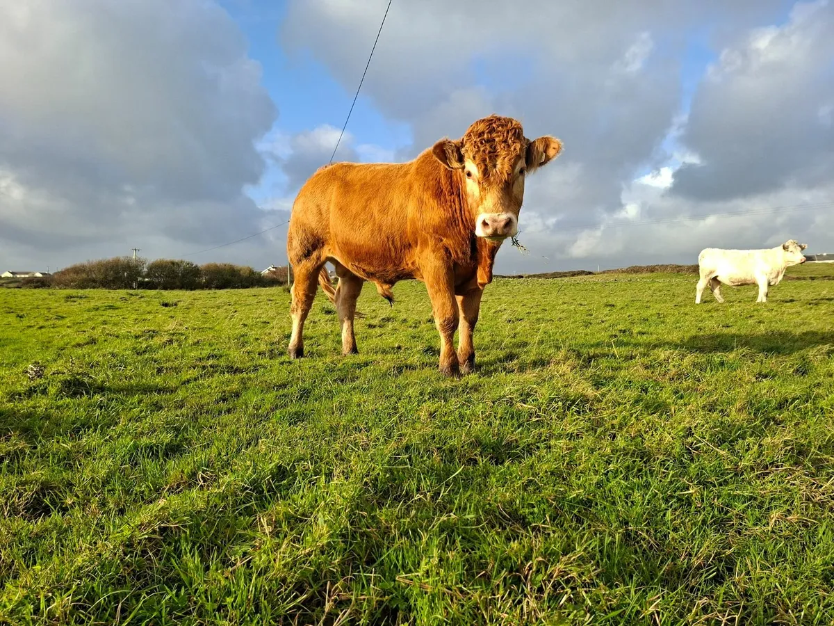 PBR Limousin bull - Image 1