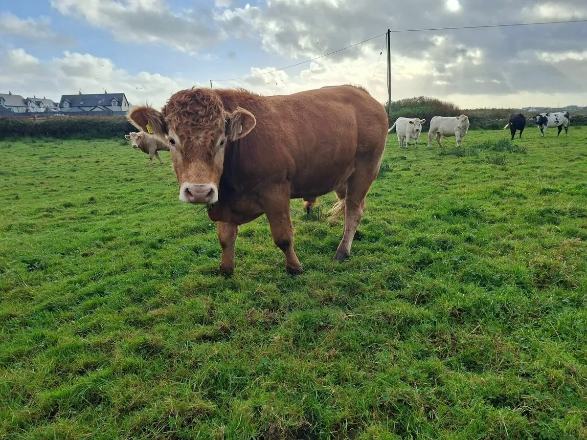 PBR Limousin bull - Image 3